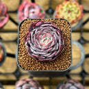 Echeveria Hybrid sp. 2" Unique Seed-Grown Flower Village Original Hybrid Succulent Plant Cutting