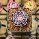 Echeveria Hybrid sp. 2" Unique Seed-Grown Flower Village Original Hybrid Succulent Plant Cutting