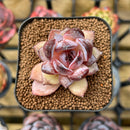 Echeveria Hybrid sp. 2" Unique Seed-Grown Flower Village Original Hybrid Succulent Plant Cutting