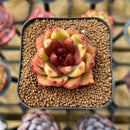 Echeveria Hybrid sp. 2" Unique Seed-Grown Flower Village Original Hybrid Succulent Plant Cutting