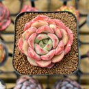 Echeveria Hybrid sp. 2" Unique Seed-Grown Flower Village Original Hybrid Succulent Plant Cutting