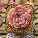 Echeveria Hybrid sp. 2" Unique Seed-Grown Flower Village Original Hybrid Succulent Plant Cutting