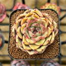 Echeveria Hybrid sp. 2" Unique Seed-Grown Flower Village Original Hybrid Succulent Plant Cutting
