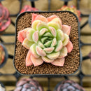 Echeveria Hybrid sp. 2" Unique Seed-Grown Flower Village Original Hybrid Succulent Plant Cutting