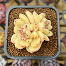 Echeveria Hybrid sp. 2" Unique Seed-Grown Flower Village Original Hybrid Succulent Plant Cutting