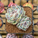 Echeveria Hybrid sp. 2" Unique Seed-Grown Flower Village Original Hybrid Succulent Plant Cutting
