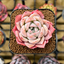 Echeveria Hybrid sp. 2" Unique Seed-Grown Flower Village Original Hybrid Succulent Plant Cutting