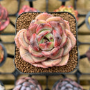 Echeveria Hybrid sp. 2" Unique Seed-Grown Flower Village Original Hybrid Succulent Plant Cutting