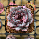 Echeveria 'White Soul' 2" Succulent Plant Cutting