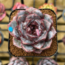 Echeveria 'White Soul' 2" Succulent Plant Cutting