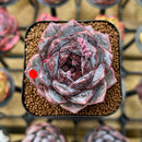 Echeveria 'White Soul' 2" Succulent Plant Cutting