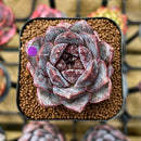 Echeveria 'White Soul' 2" Succulent Plant Cutting