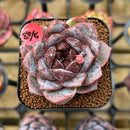 Echeveria 'White Soul' 2" Succulent Plant Cutting