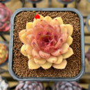 Echeveria 'Elly' ('Blood Queen' x 'Elegans') 2" Flower Village Original Hybrid Succulent Plant Cutting