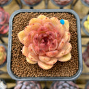Echeveria 'Elly' ('Blood Queen' x 'Elegans') 2" Flower Village Original Hybrid Succulent Plant Cutting