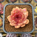 Echeveria 'Elly' ('Blood Queen' x 'Elegans') 2" Flower Village Original Hybrid Succulent Plant Cutting