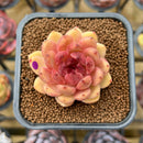 Echeveria 'Elly' ('Blood Queen' x 'Elegans') 2" Flower Village Original Hybrid Succulent Plant Cutting