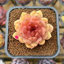 Echeveria 'Elly' ('Blood Queen' x 'Elegans') 2" Flower Village Original Hybrid Succulent Plant Cutting