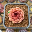 Echeveria 'Elly' ('Blood Queen' x 'Elegans') 2" Flower Village Original Hybrid Succulent Plant Cutting