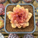 Echeveria 'Elly' ('Blood Queen' x 'Elegans') 2" Flower Village Original Hybrid Succulent Plant Cutting
