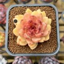 Echeveria 'Elly' ('Blood Queen' x 'Elegans') 2" Flower Village Original Hybrid Succulent Plant Cutting