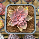 Echeveria 'Jules' 2" Succulent Plant Cutting