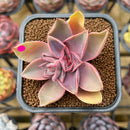 Echeveria 'Jules' 2" Succulent Plant Cutting
