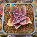 Echeveria 'Jules' 2" Succulent Plant Cutting