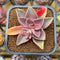 Echeveria 'Jules' 2" Succulent Plant Cutting