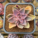 Echeveria 'Jules' 2" Succulent Plant Cutting