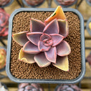 Echeveria 'Jules' 2" Succulent Plant Cutting