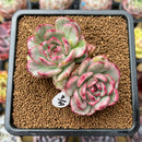 Echeveria Agavoides 'Chris Boney' Variegated 2" Succulent Plant Cutting