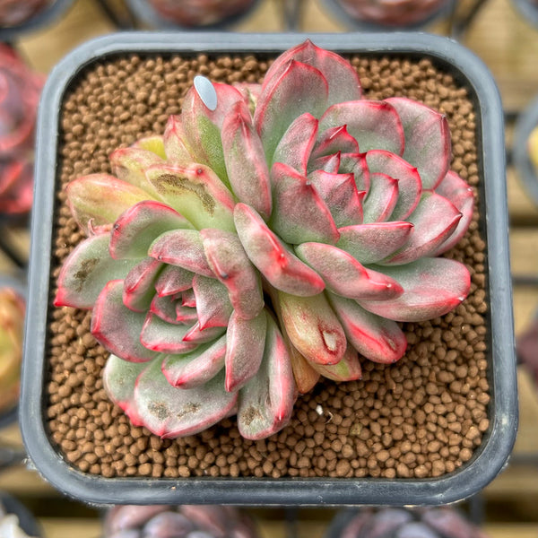 Echeveria Agavoides 'Chris Boney' Variegated *Some Imperfections* 2" Succulent Plant Cutting