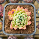 Echeveria 'Sarahime' x 'Hyalina' Hybrid 2" New Flower Village Original Hybrid Succulent Plant Cutting