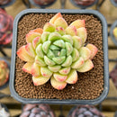 Echeveria 'Sarahime' x 'Hyalina' Hybrid 2" New Flower Village Original Hybrid Succulent Plant Cutting