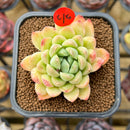 Echeveria 'Sarahime' x 'Hyalina' Hybrid 2" New Flower Village Original Hybrid Succulent Plant Cutting