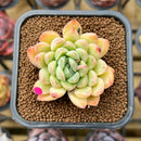 Echeveria 'Sarahime' x 'Hyalina' Hybrid 2" New Flower Village Original Hybrid Succulent Plant Cutting