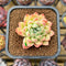 Echeveria 'Sarahime' x 'Hyalina' Hybrid 2" New Flower Village Original Hybrid Succulent Plant Cutting