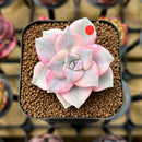 Graptopetalum 'Purple Delight' Variegated 1"-2" Succulent Plant Cutting