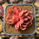 Echeveria 'Hongjo' ('Black Rose' x Laui Hybrid) 2" Flower Village Original Hybrid Succulent Plant Cutting