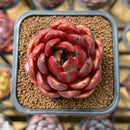 Echeveria 'Hongjo' ('Black Rose' x Laui Hybrid) 2" Flower Village Original Hybrid Succulent Plant Cutting
