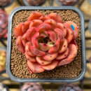 Echeveria 'Hongjo' ('Black Rose' x Laui Hybrid) 2" Flower Village Original Hybrid Succulent Plant Cutting
