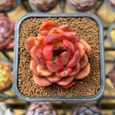 Echeveria 'Hongjo' ('Black Rose' x Laui Hybrid) 2" Flower Village Original Hybrid Succulent Plant Cutting