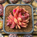 Echeveria 'Hongjo' ('Black Rose' x Laui Hybrid) 2" Flower Village Original Hybrid Succulent Plant Cutting