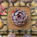 Echeveria 'Black Queen' x 'Laulensis' Selected Clone 2" New Flower Village Original Hybrid Succulent Plant Cutting