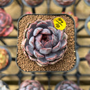 Echeveria 'Black Queen' x 'Laulensis' Selected Clone 2" New Flower Village Original Hybrid Succulent Plant Cutting
