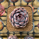 Echeveria 'Black Queen' x 'Laulensis' Selected Clone 2" New Flower Village Original Hybrid Succulent Plant Cutting