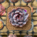 Echeveria 'Black Queen' x 'Laulensis' Selected Clone 2" New Flower Village Original Hybrid Succulent Plant Cutting