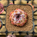 Echeveria 'Black Queen' Hybrid Selected Clone 1"-2" Succulent Plant Cutting