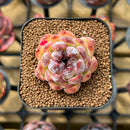 Echeveria 'Black Queen' Hybrid Selected Clone 1"-2" Succulent Plant Cutting